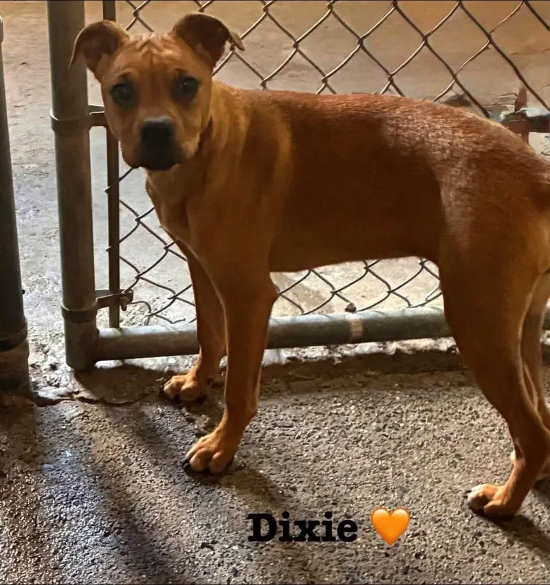 Dixie thumbnail 4