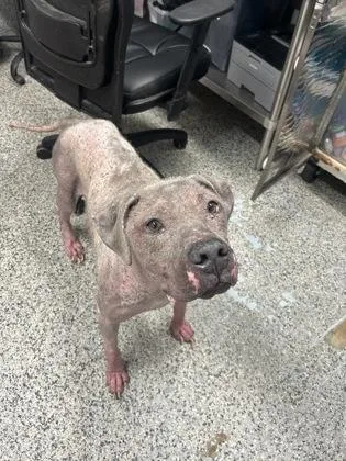 An adult large-sized male Mixed Breed dog named Nigel for adoption in West Chester, PA