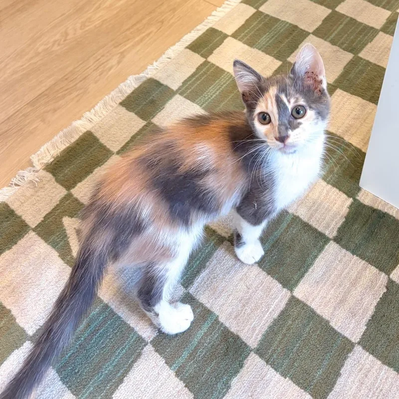 A baby small-sized female White Domestic Medium Hair cat named Daphne for adoption in San Diego, CA
