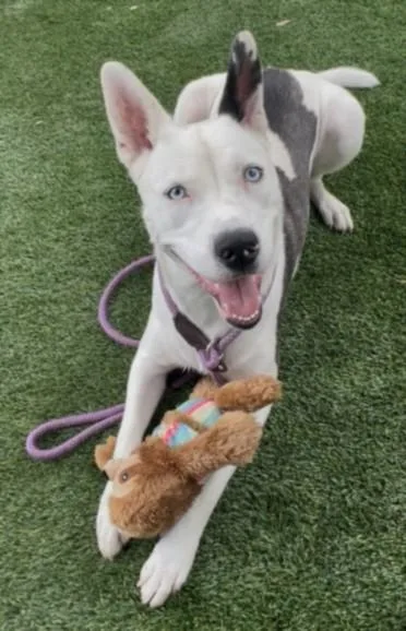 A young medium-sized female Pit Bull Terrier dog named Mystic for adoption in Chatsworth, CA