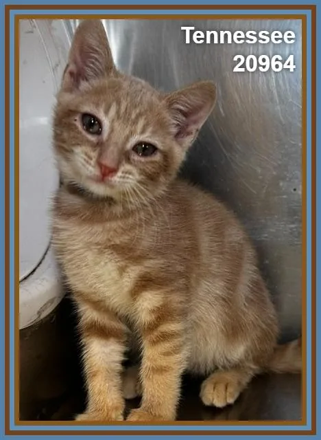 A baby medium-sized male Tabby (Orange / Red) Domestic Short Hair cat named Tennessee for adoption in Marietta, GA