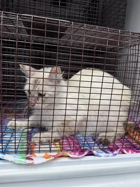A young large-sized female Domestic Short Hair cat named Willow for adoption in Houston, TX