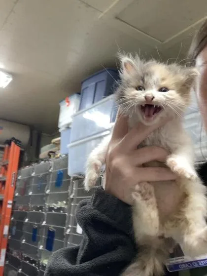 A baby small-sized female Domestic Medium Hair cat named Coco for adoption in Fairhope, AL