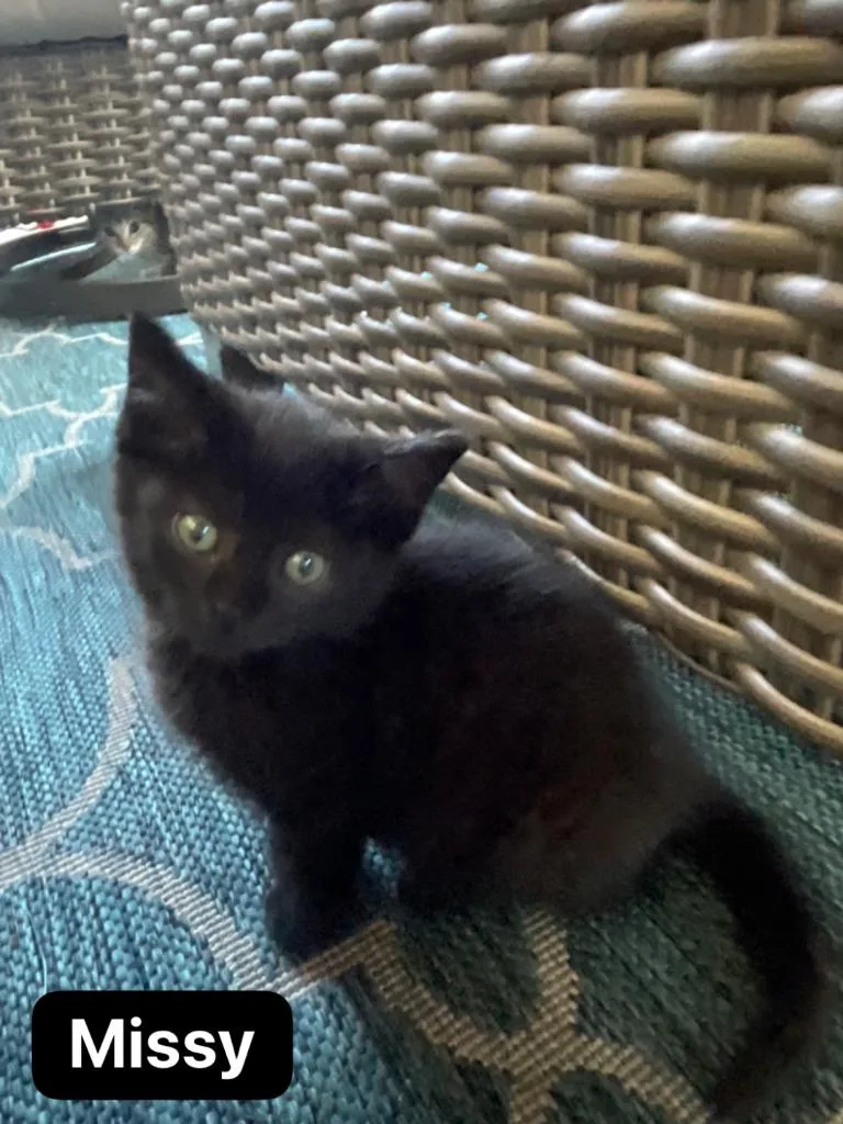 A baby medium-sized female Domestic Short Hair cat named Missy for adoption in Johnson City, TN