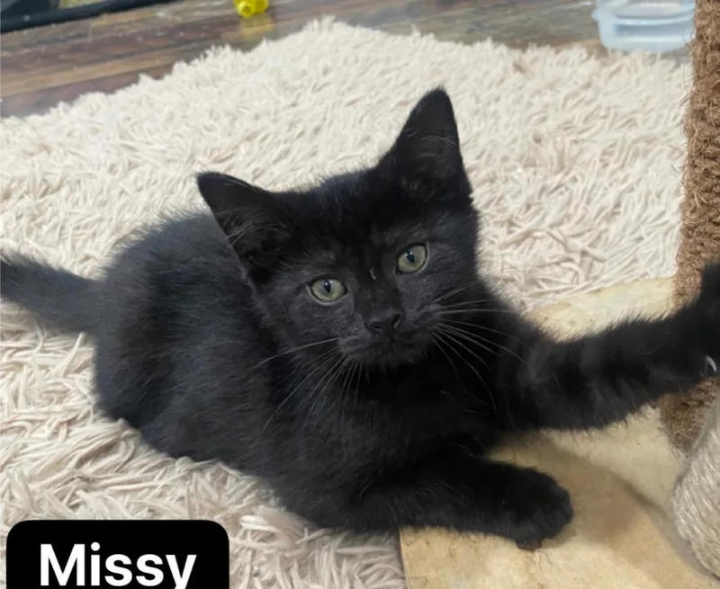 Missy thumbnail 5