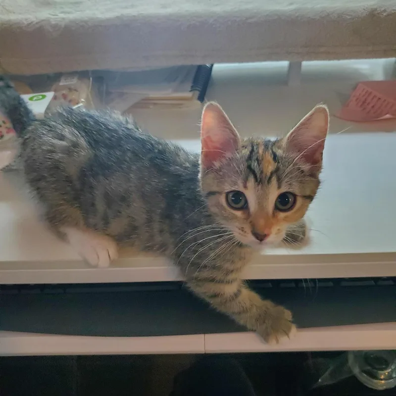 A baby medium-sized female Calico Domestic Short Hair cat named Uber Eats for adoption in Richmond, VA