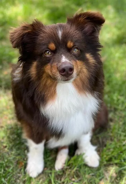 A young small-sized male Australian Shepherd dog named Kelsey In Ri for adoption in Cranston, RI