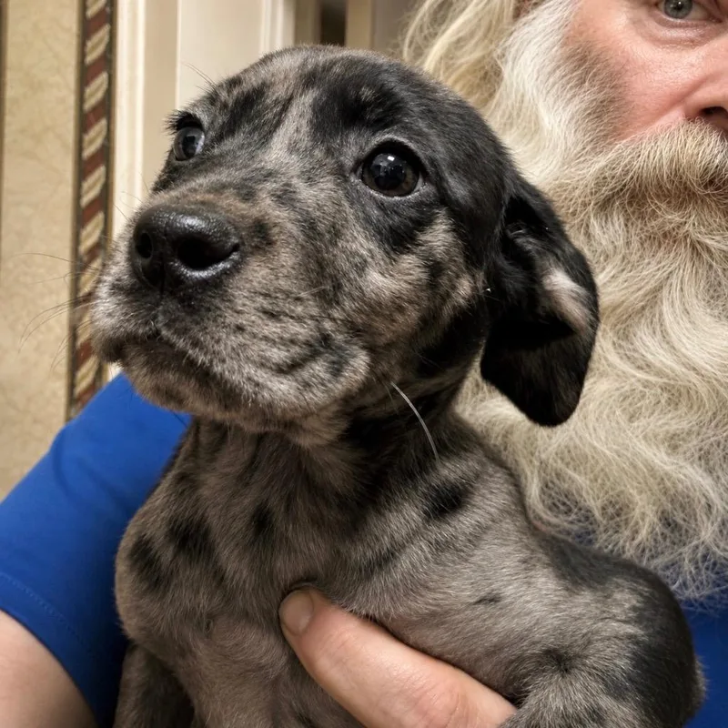 A baby large-sized female Catahoula Leopard Dog dog named Cora Beth for adoption in Princeton, MA