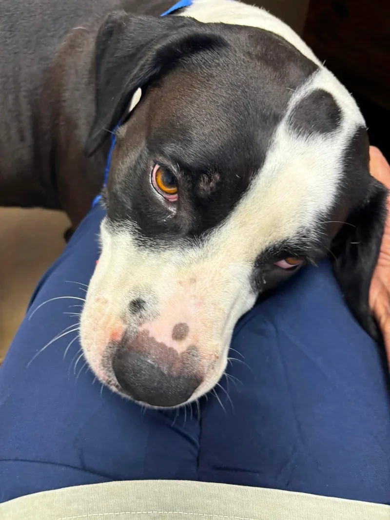 An adult large-sized male White / Cream American Bulldog dog named Butch Cassidy for adoption in Cullman, AL