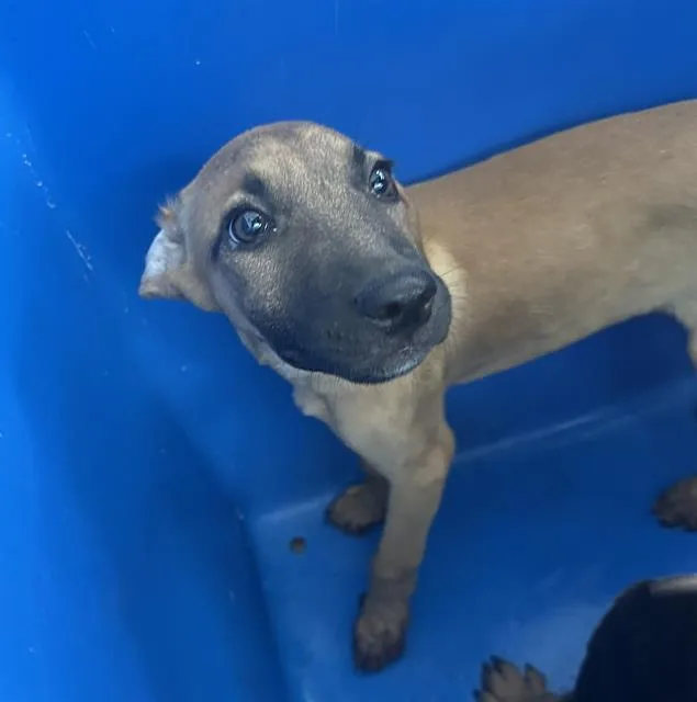 A baby large-sized female Mixed Breed dog named Summer for adoption in Dallas, TX
