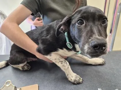 A young medium-sized male Mixed Breed dog named Morgan for adoption in Clarks Summit, PA