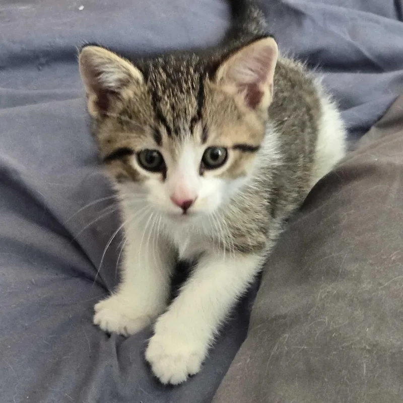 A baby small-sized male Brown / Chocolate Domestic Short Hair cat named Nino for adoption in Fredericksburg, VA