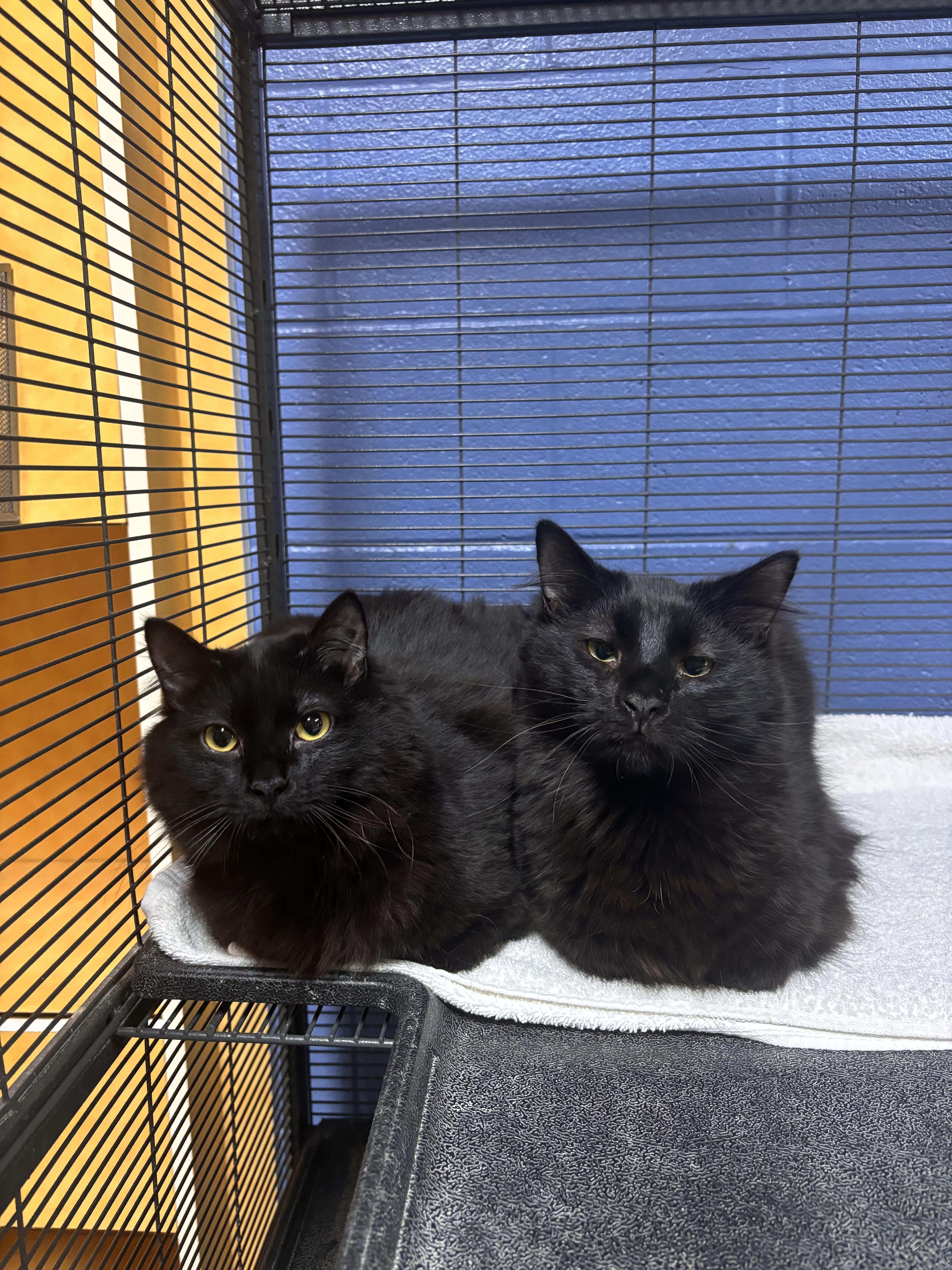 A young small-sized female Domestic Short Hair cat named Triscuit for adoption in Charleston, SC