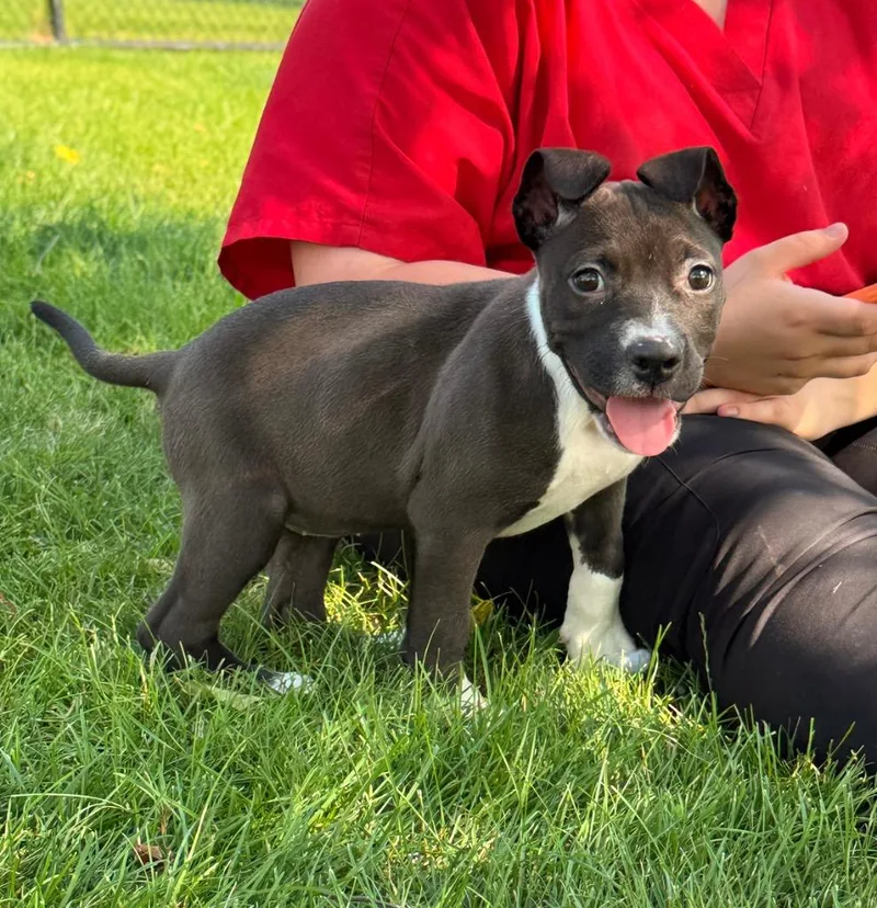 A baby medium-sized female Terrier dog named Febuary for adoption in Wintersville, OH