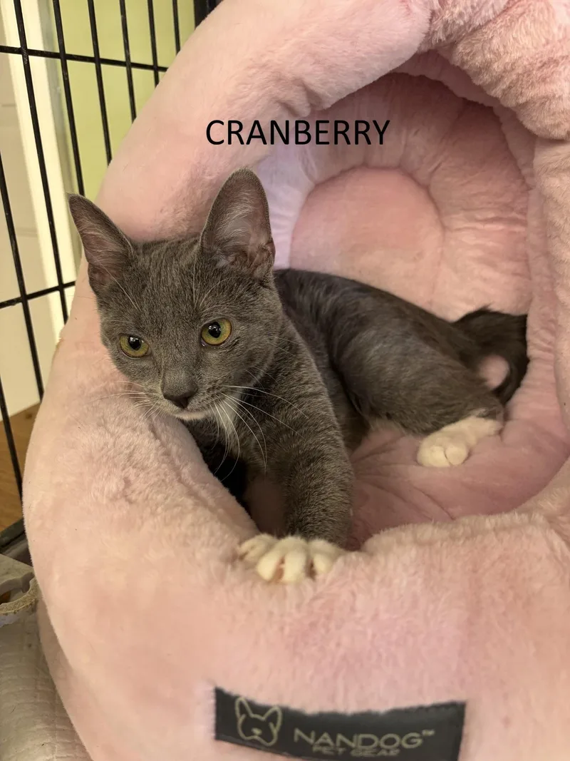 Cranberry