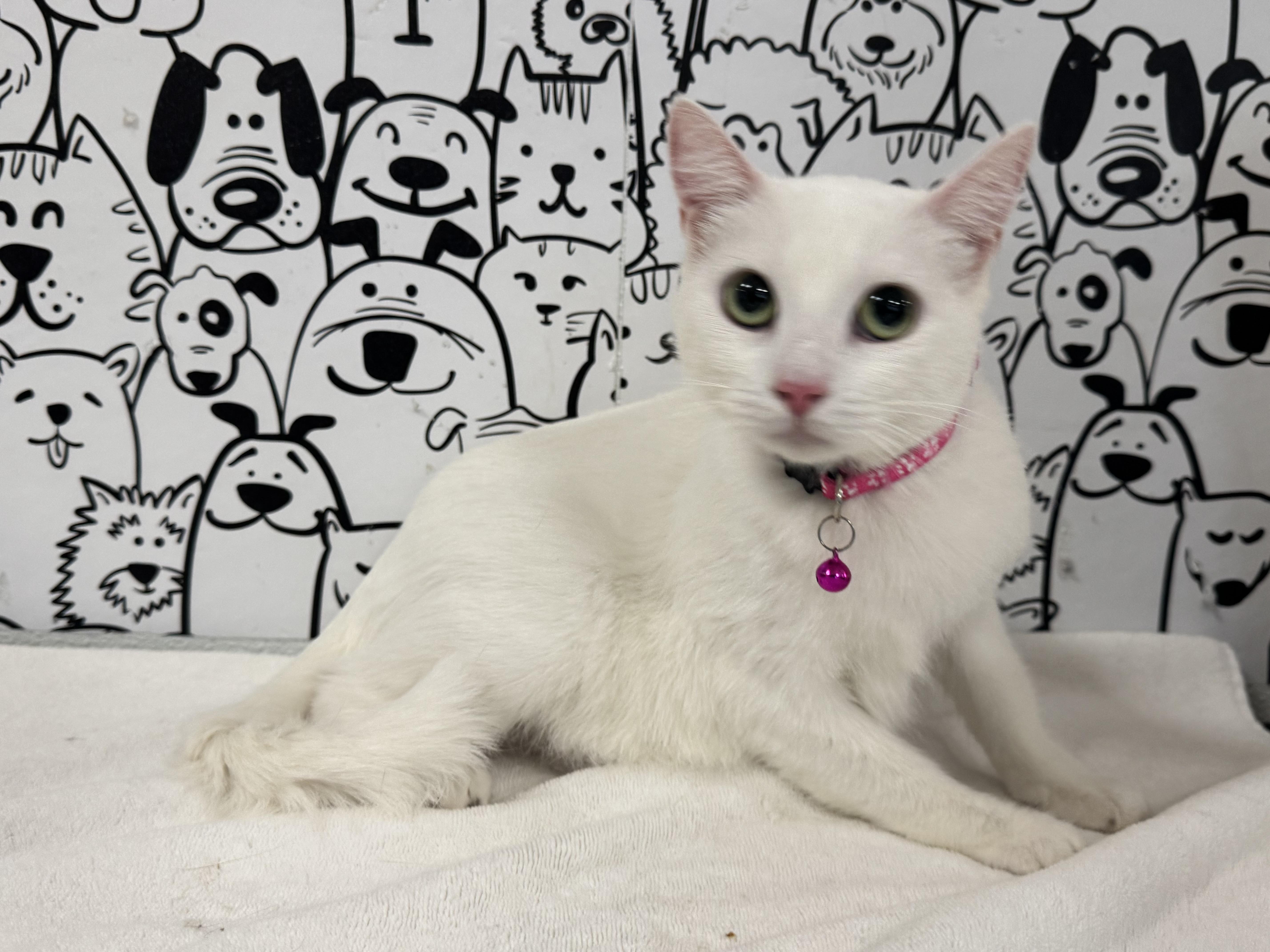 An adult large-sized female Domestic Short Hair cat named Angela for adoption in San Pedro, CA