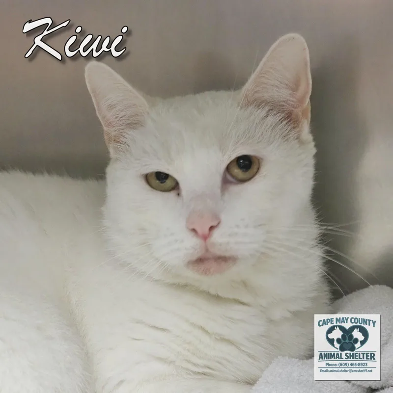 An adult medium-sized female White Domestic Short Hair cat named Kiwi for adoption in Cape May Court House, NJ