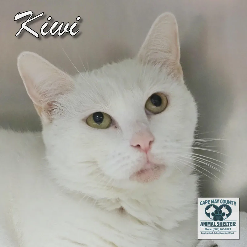Kiwi thumbnail 2