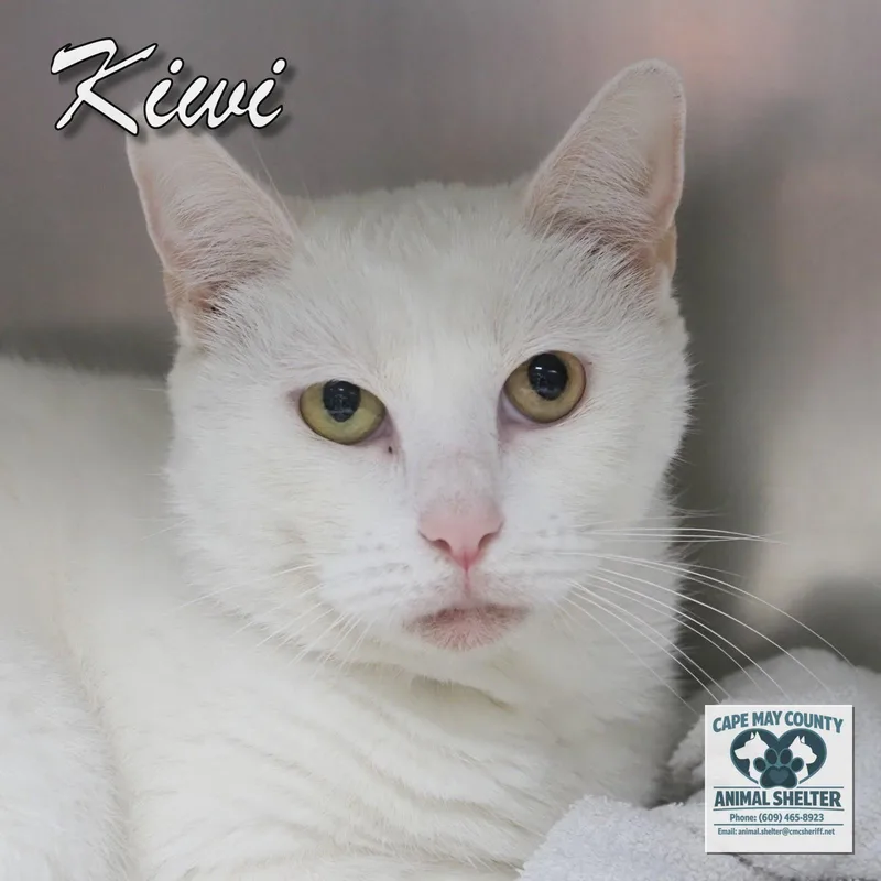 Kiwi thumbnail 3