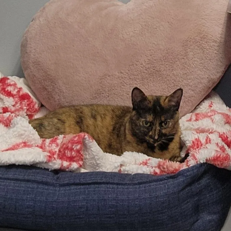 An adult large-sized female Tortoiseshell Domestic Short Hair cat named Lilli for adoption in Mooresville, NC