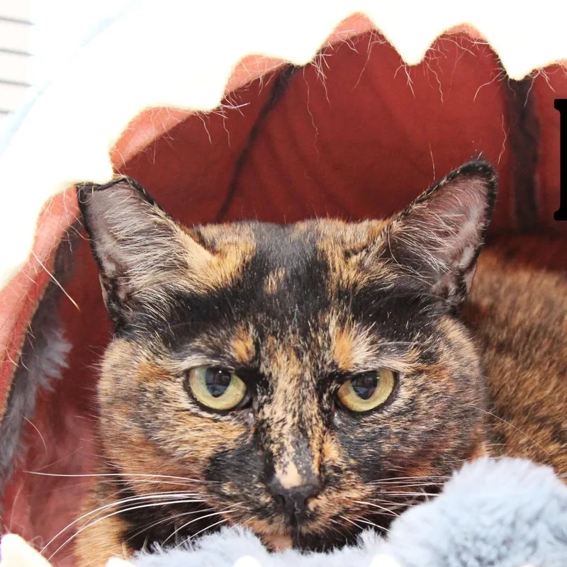 Lilli thumbnail 4