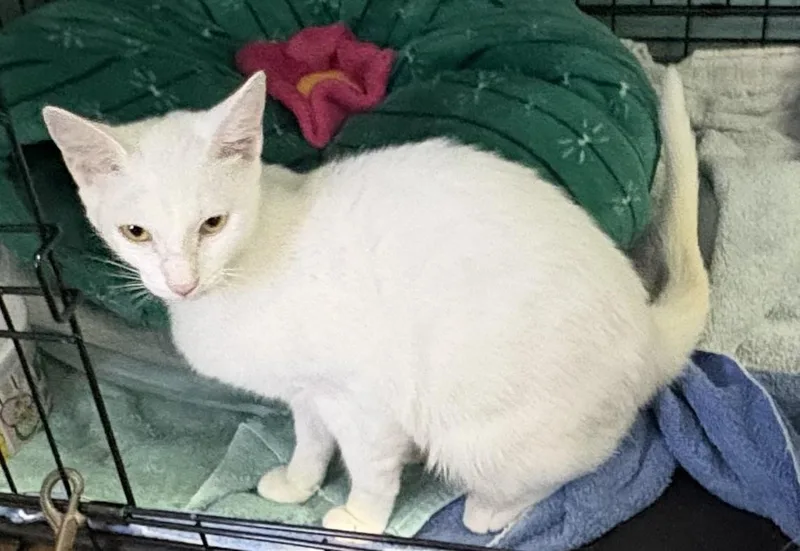 An adult medium-sized female White Domestic Short Hair cat named Pippy for adoption in Jacksonville, FL