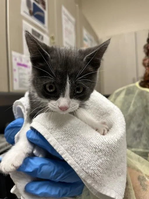 A baby small-sized female Domestic Short Hair cat named Ruby for adoption in Las Vegas, NV