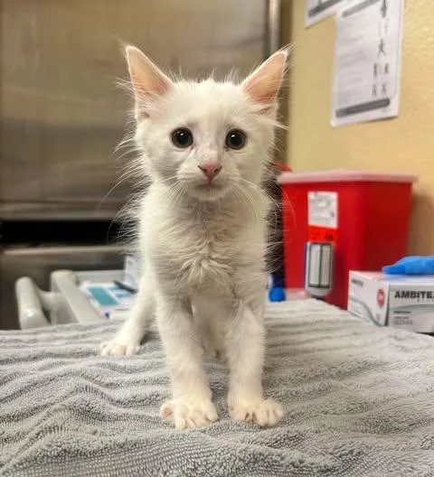 A baby small-sized male Domestic Short Hair cat named Cirrus for adoption in Fort Myers, FL
