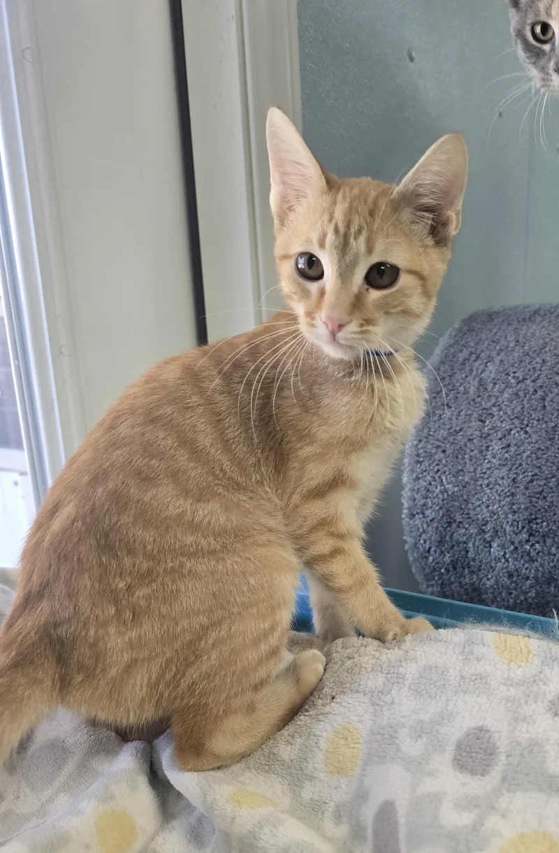 A baby medium-sized male Orange / Red Domestic Short Hair cat named George for adoption in Farmington, MO