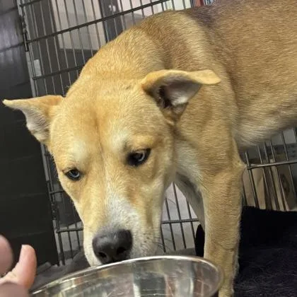 Koda