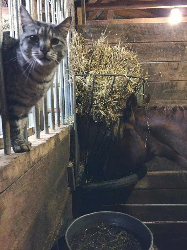 Jasmine Sponsor Only