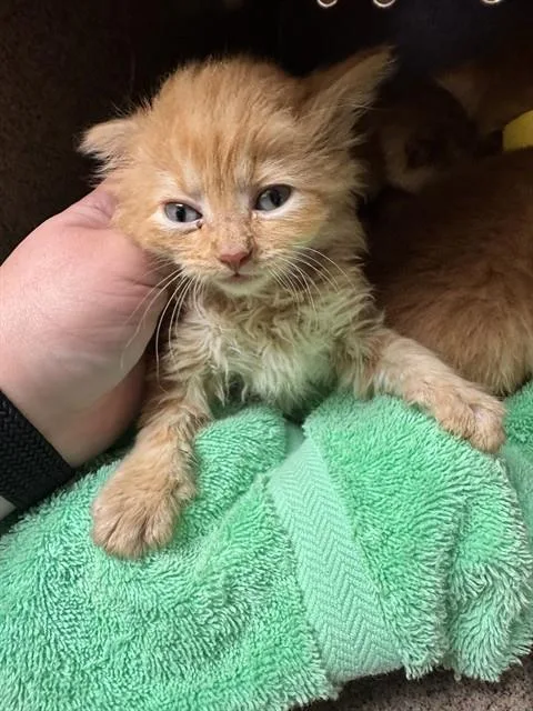 Drizzle
