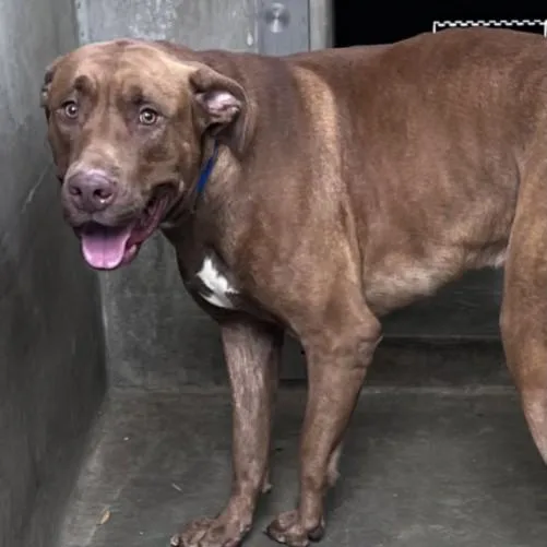 A young extra large-sized male Pit Bull Terrier dog named Wolf for adoption in Los Angeles, CA