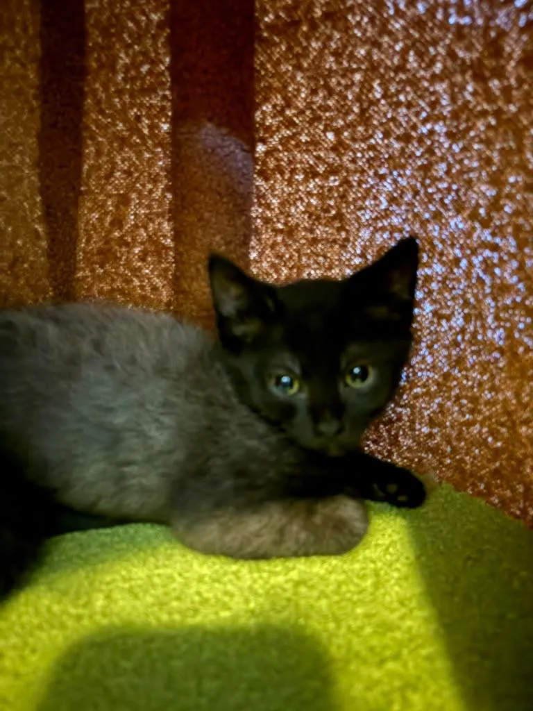A baby medium-sized female Black Domestic Short Hair cat named Brandi for adoption in Lauderhill, FL