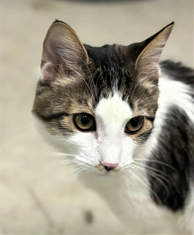 A young medium-sized female Domestic Short Hair cat named Didjet for adoption in Iowa City, IA