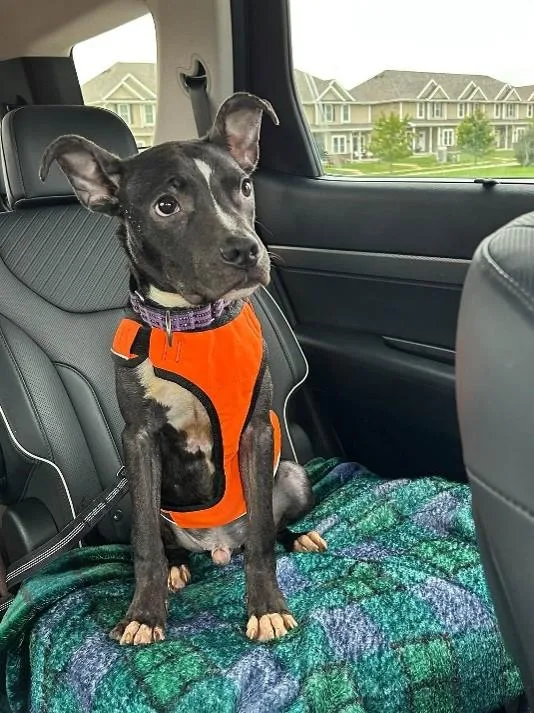 A young medium-sized male Pit Bull Terrier dog named Bruce for adoption in Urbana, IL