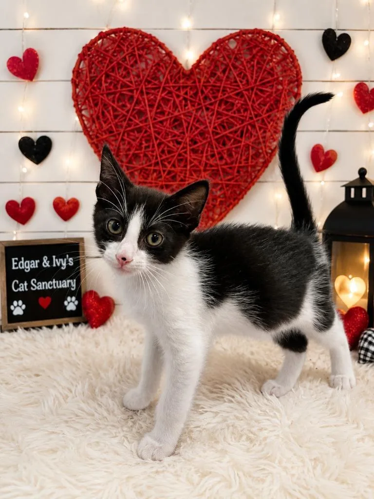 A baby small-sized male Domestic Short Hair cat named Fisher for adoption in Corpus Christi, TX