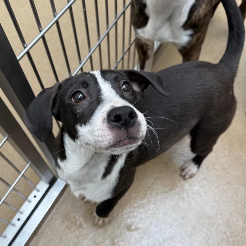 A young medium-sized female Black Terrier dog named Ginkgo for adoption in New Fairfield, CT