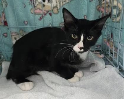 A baby small-sized male Domestic Short Hair cat named Ahab for adoption in Gainesville, FL