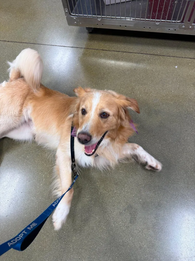 An adult large-sized male Golden Retriever dog named Pringles for adoption in Richmond, KY