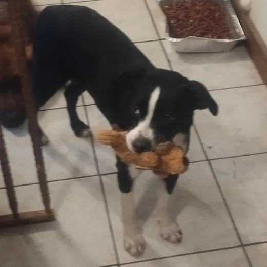 A baby medium-sized female Black Mixed Breed dog named Blackie for adoption in Aledo, TX