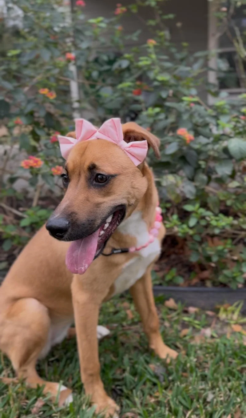 A baby medium-sized female Golden Black Mouth Cur dog named Junie B. Jones for adoption in Houston, TX