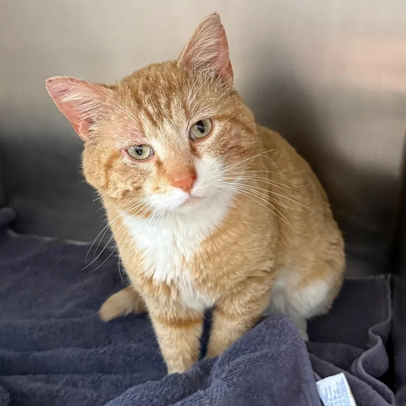 An adult large-sized male Orange / Red Domestic Short Hair cat named Buzz for adoption in Council Bluffs, IA