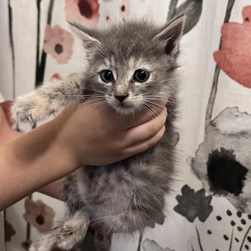 A baby small-sized female Gray / Blue / Silver Domestic Short Hair cat named Nespresso for adoption in Chesapeake, VA