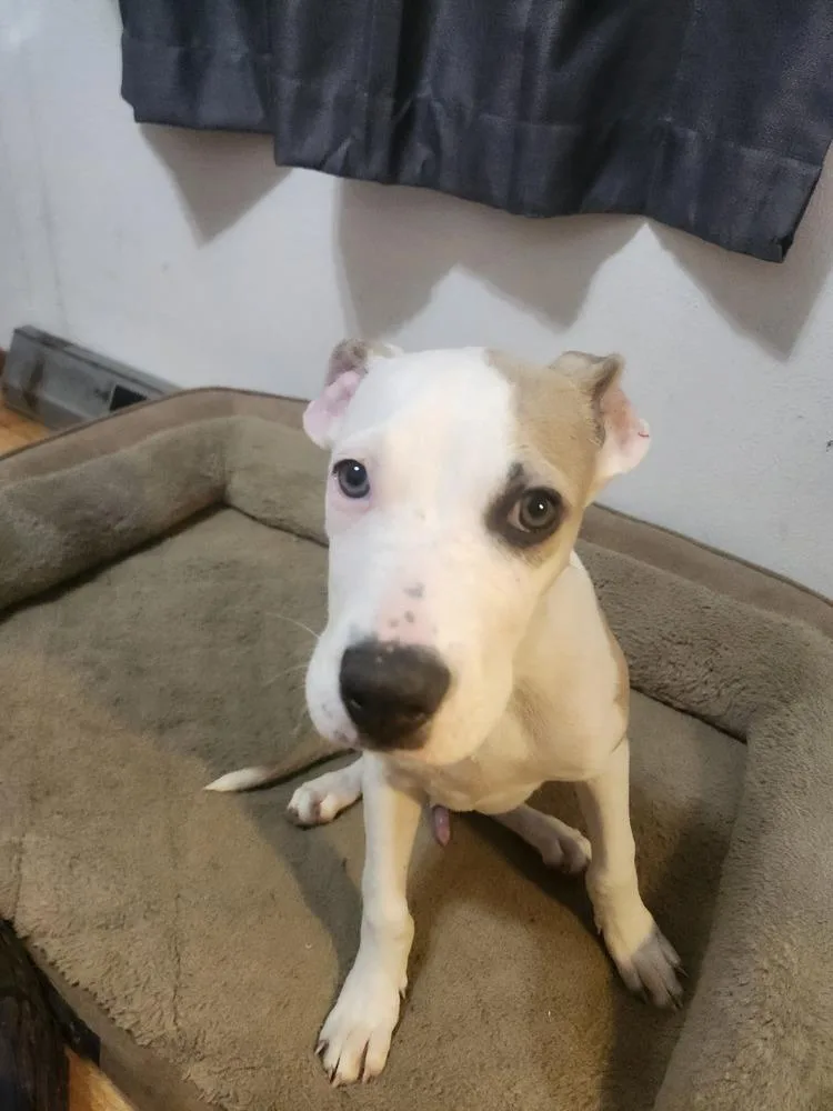 A baby medium-sized male Pit Bull Terrier dog named Jax for adoption in Thornton, CO