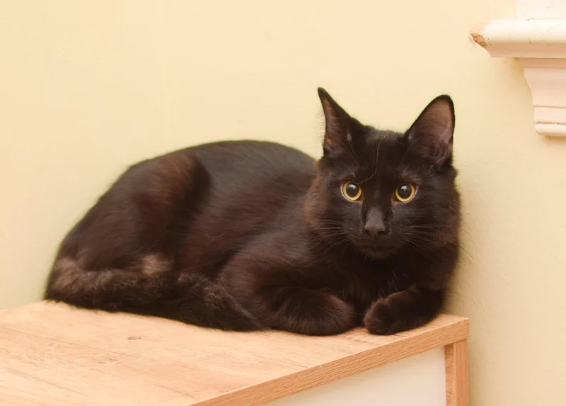 A baby medium-sized male Bombay cat named James Alden for adoption in Hockessin, DE