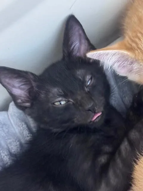 A baby medium-sized male Domestic Short Hair cat named Landmine for adoption in San Antonio, TX