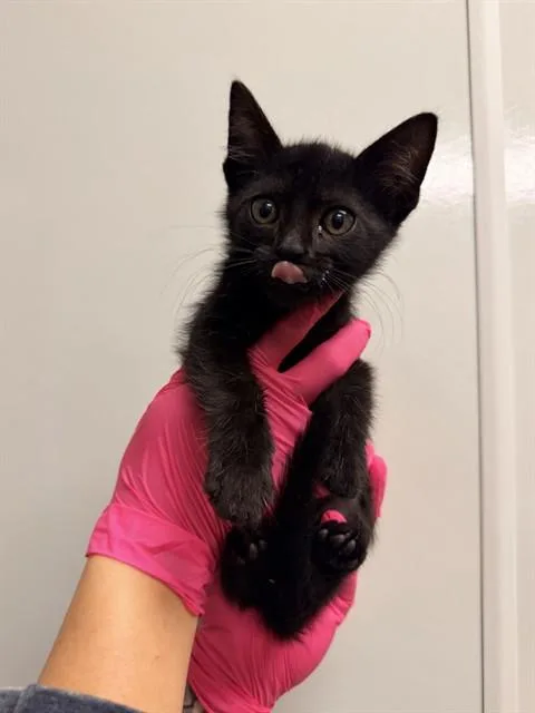A baby small-sized female Domestic Short Hair cat named Gamora for adoption in Ontario, CA