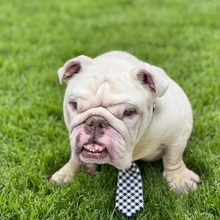 An adult medium-sized male White / Cream English Bulldog dog named Hermie for adoption in Las Vegas, NV