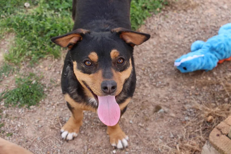 An adult medium-sized male Black Lancashire Heeler dog named Moe for adoption in Savannah, TN
